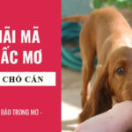nằm mơ thấy bị có cắn